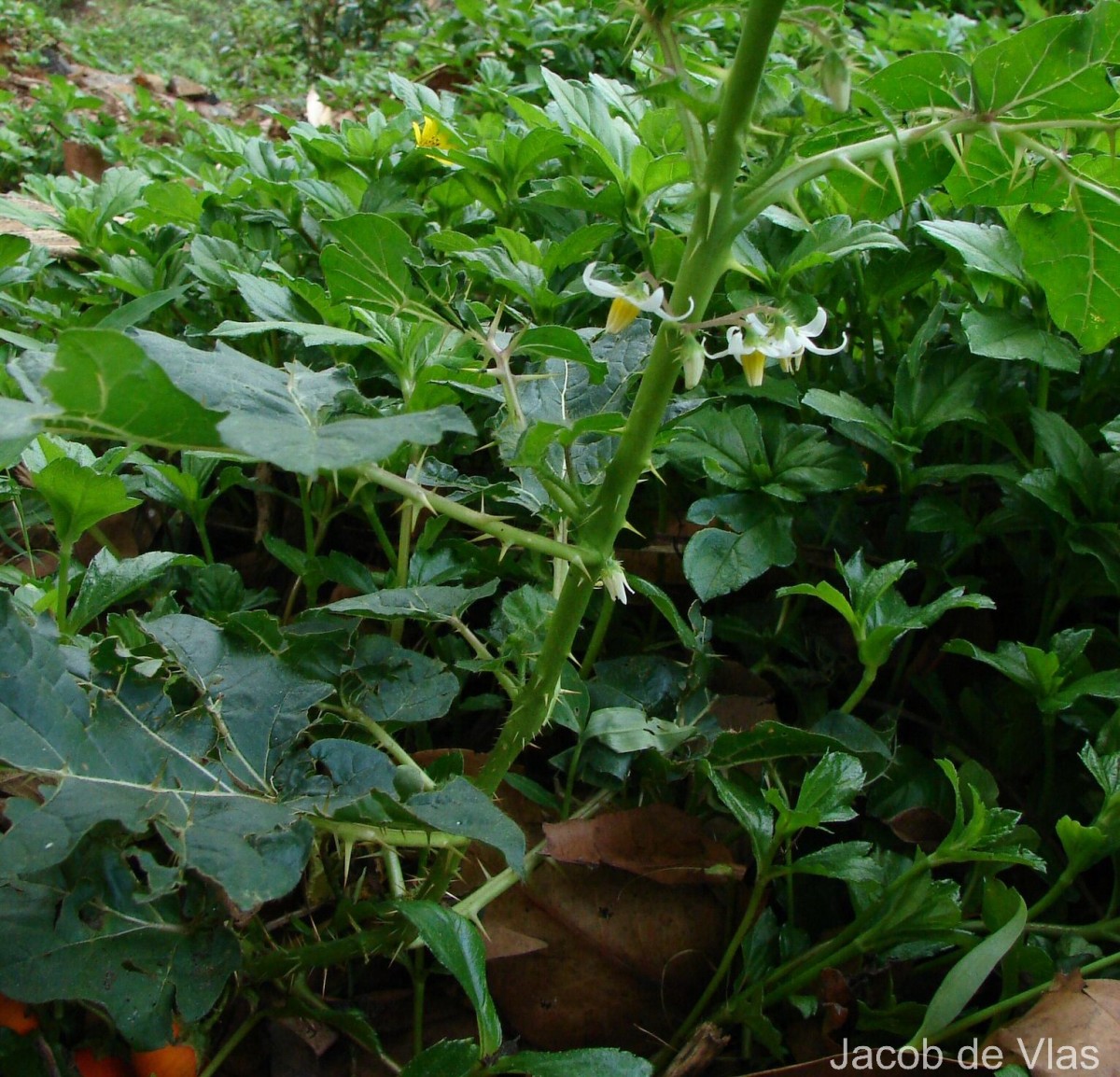 Solanum capsicoides All.
